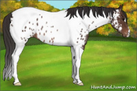 Horse Color:Brown Tobiano Near Leopard Rabicano 