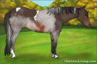Horse Color:Brown Tobiano 