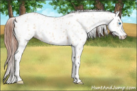 Horse Color:Amber Champagne Dun Splash Leopard 