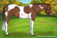 Horse Color:Bay Tobiano 