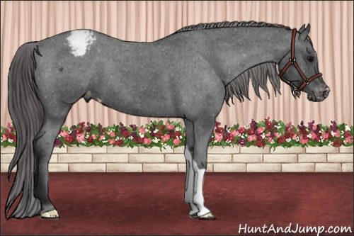 Horse Color: Brown Snowcap 
