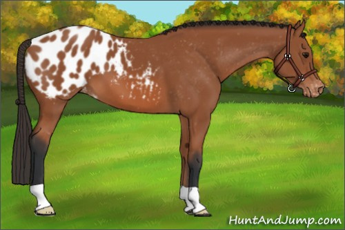 Horse Color: Bay Blanket 