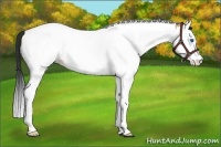 Horse Color:Bay Dun Splash Tobiano 