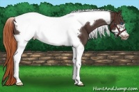 Horse Color:Liver Chestnut Tobiano Frame 