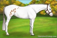 Horse Color:Bay Splash Tobiano Varnish 