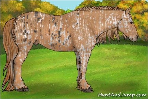 Horse Color: Brown Blanket  Brindle