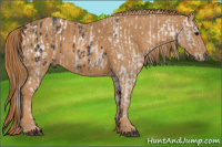 Horse Color:Brown Appaloosa  Brindle
