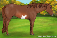 Horse Color:Liver Chestnut Frame