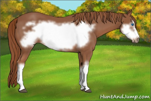 Horse Color: Liver Chestnut Frame 