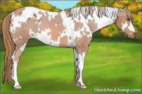 Horse Color:White Spotted Chestnut Appaloosa 