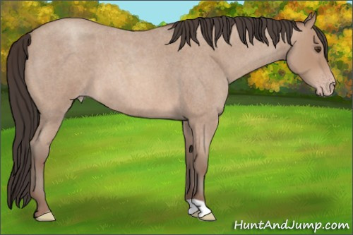 Horse Color: Classic Champagne Roan 