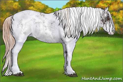 Horse Color: Liver Chestnut Sabino 