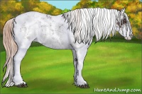 Horse Color:Liver Chestnut Sabino