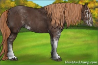 Horse Color:Liver Chestnut Sabino 