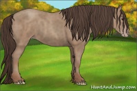 Horse Color:Classic Champagne 