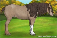 Horse Color:Classic Champagne 