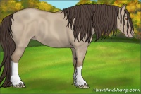 Horse Color:Classic Champagne Dun 