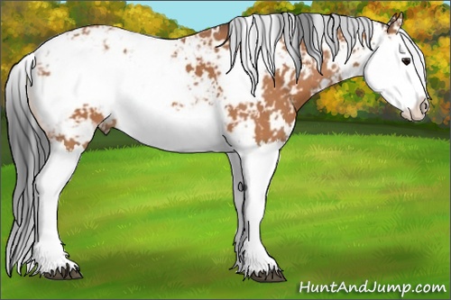 Horse Color: Bay Sabino Splash 