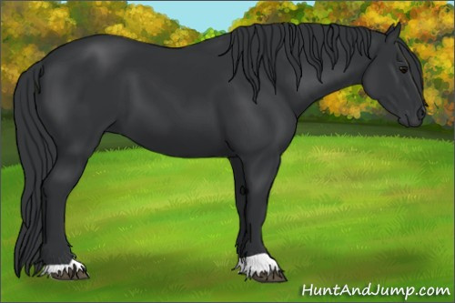 Horse Color: Black 