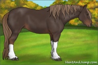 Horse Color:Liver Chestnut 