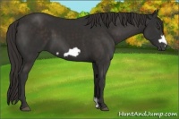 Horse Color:Liver Chestnut Frame 