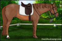 Horse Color:Liver Chestnut 
