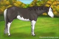 Horse Color:Smoky Black Splash