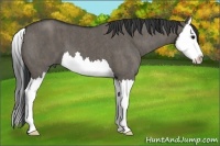 Horse Color:Grullo Splash  Brindle