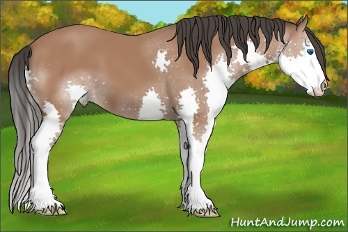 Horse Color: Bay Splash 