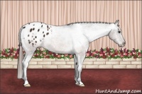 Horse Color:Bay Ice Appaloosa 
