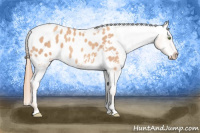 Horse Color:Gold Champagne Appaloosa 