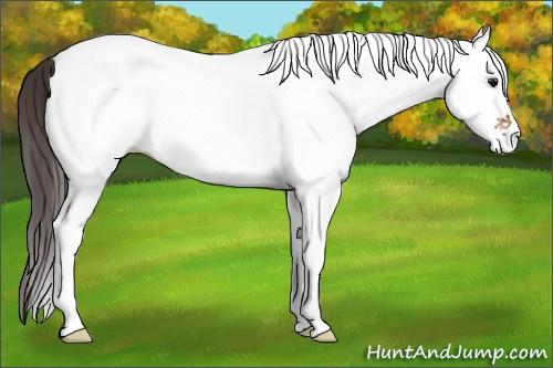 Horse Color: White Spotted Bay 
