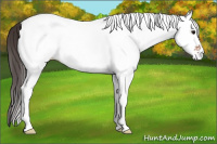 Horse Color:White Spotted Bay 