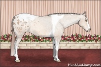 Horse Color:Amber Champagne Splash Tobiano Appaloosa 