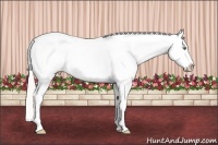 Horse Color:Silver Sable Champagne Splash Appaloosa 