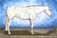 Horse Color:Classic Cream Champagne Appaloosa 
