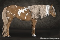 Horse Color:White Spotted Chocolate Palomino 