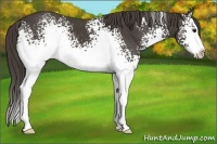 Horse Color:White Spotted Smoky Black Splash 
