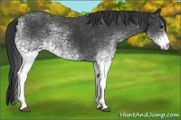 Horse Color:White Spotted Black Rabicano 