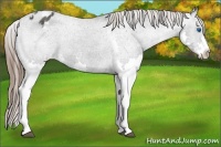 Horse Color:Black Splash Appaloosa Rabicano 