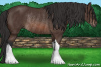 Horse Color:Bay Rabicano 