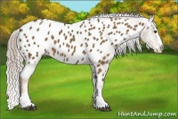 Horse Color:Chocolate Palomino Splash Near Leopard 