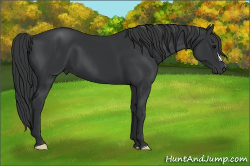 Horse Color: Black 