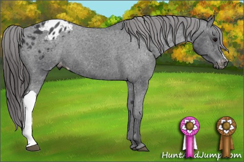 Horse Color: Black Blanket 
