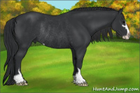 Horse Color:Brown Sabino Rabicano