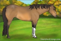Horse Color:Buckskin 