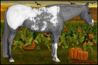 Horse Color:Black Appaloosa 