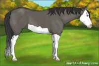 Horse Color:Brown Dun Splash 