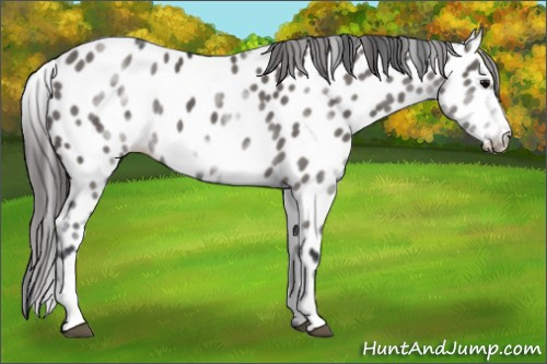 Horse Color: White Spotted Grullo Frame Near Leopard Rabicano 