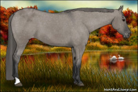 Horse Color:Brown Dun Appaloosa